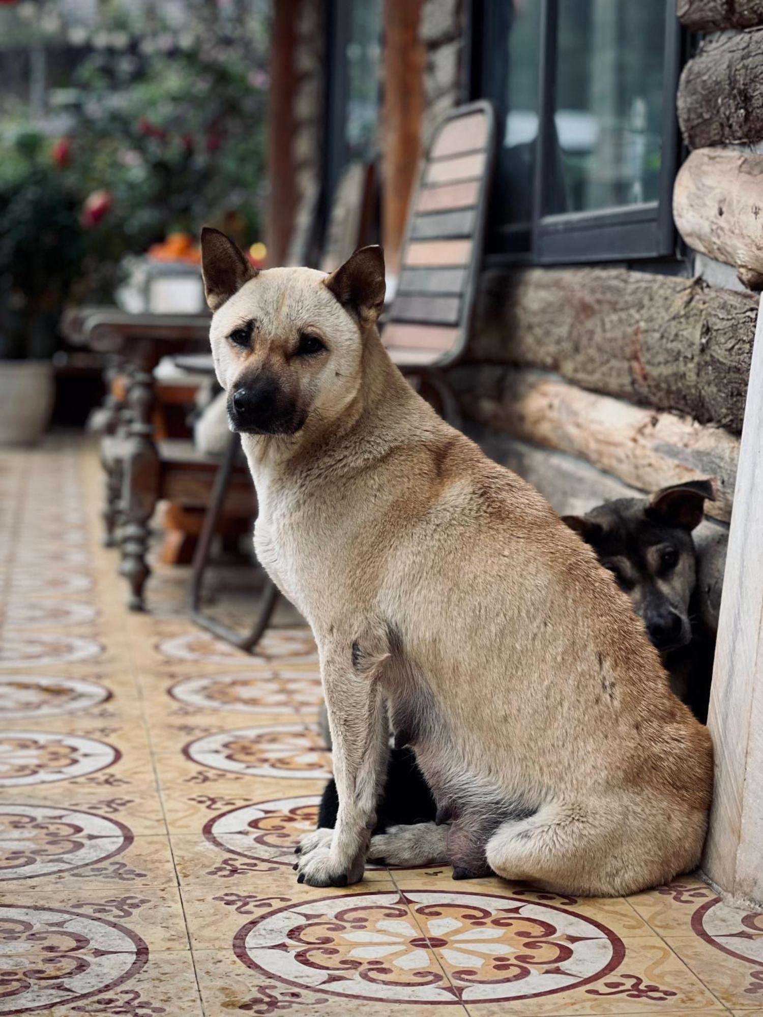 Homestay So 91-Suoi Ho Сапа Екстериор снимка